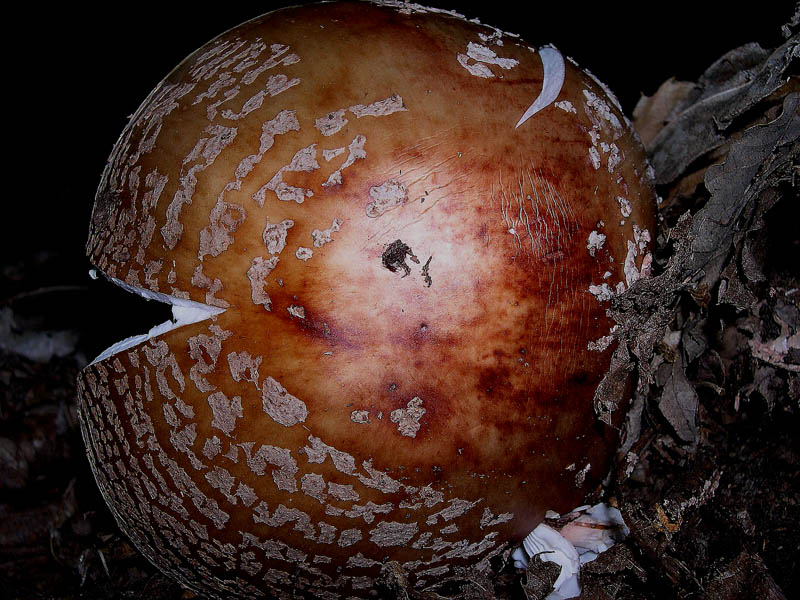 Amanita rubescens